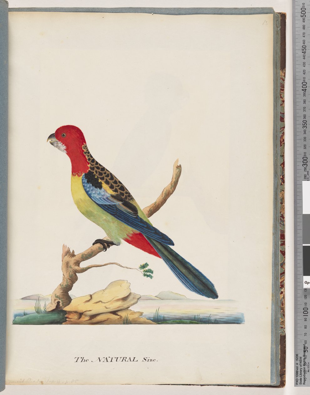 Pagina 47. Oostelijke Rosella. Non pareil Papegaai door Unknown artist