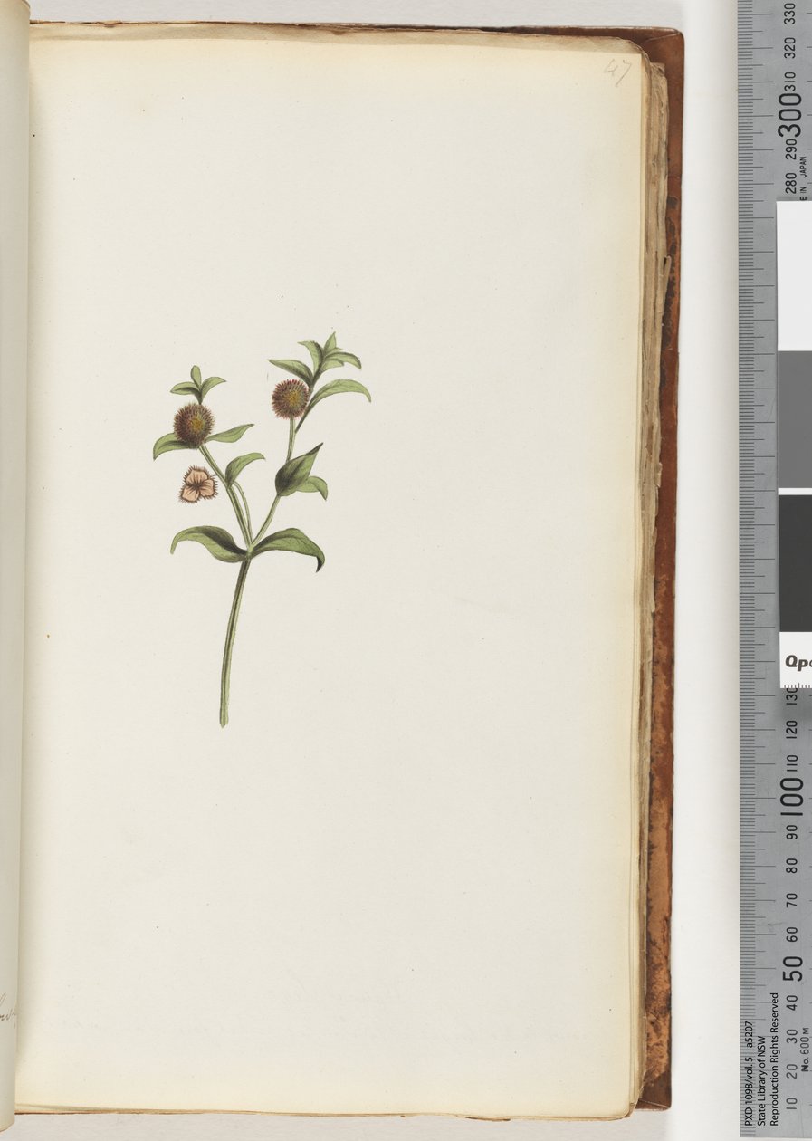 Pagina 47. Onbekende plant door Unknown artist