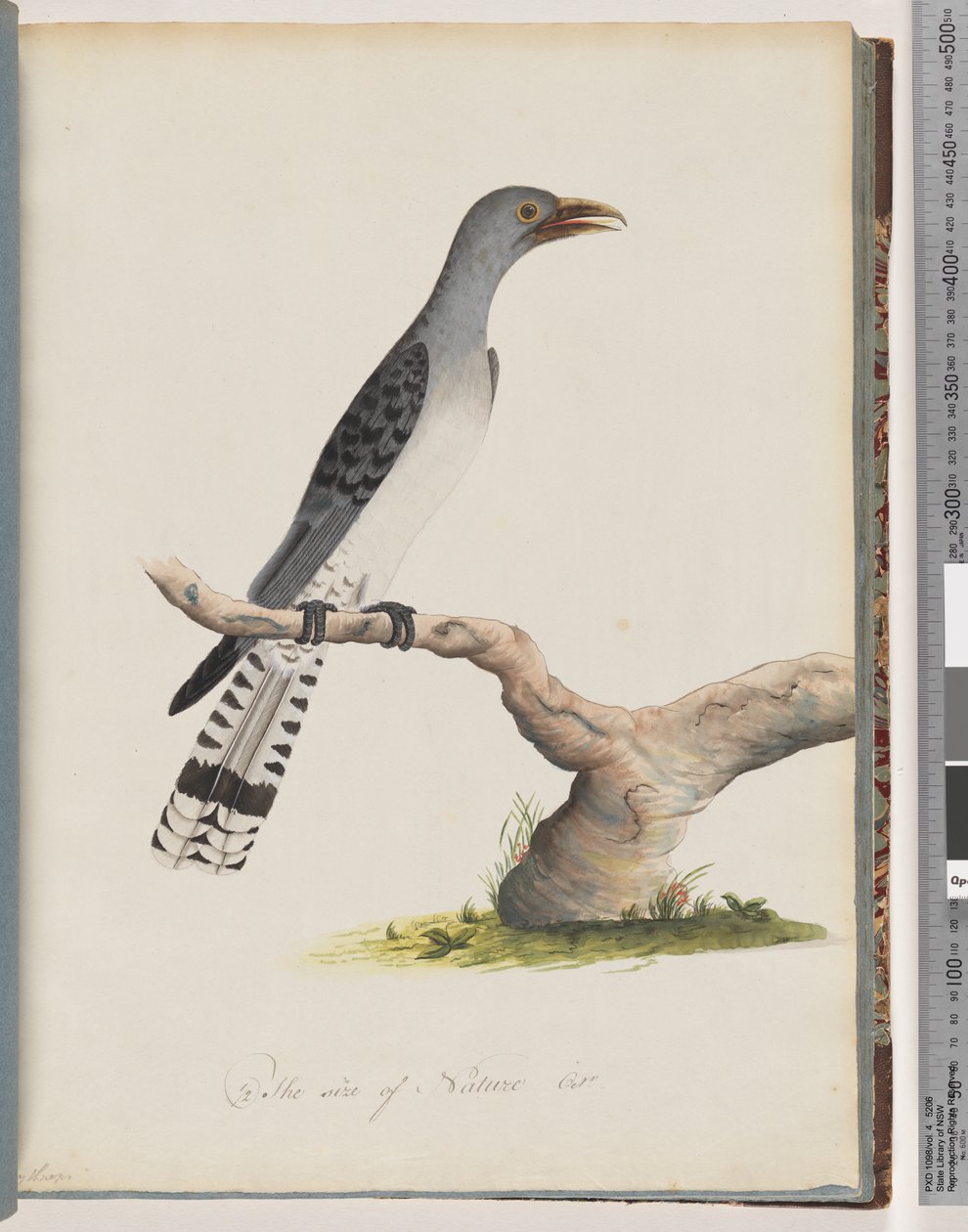 Pagina 49. Onbekende vogel. Scythrops door Unknown artist