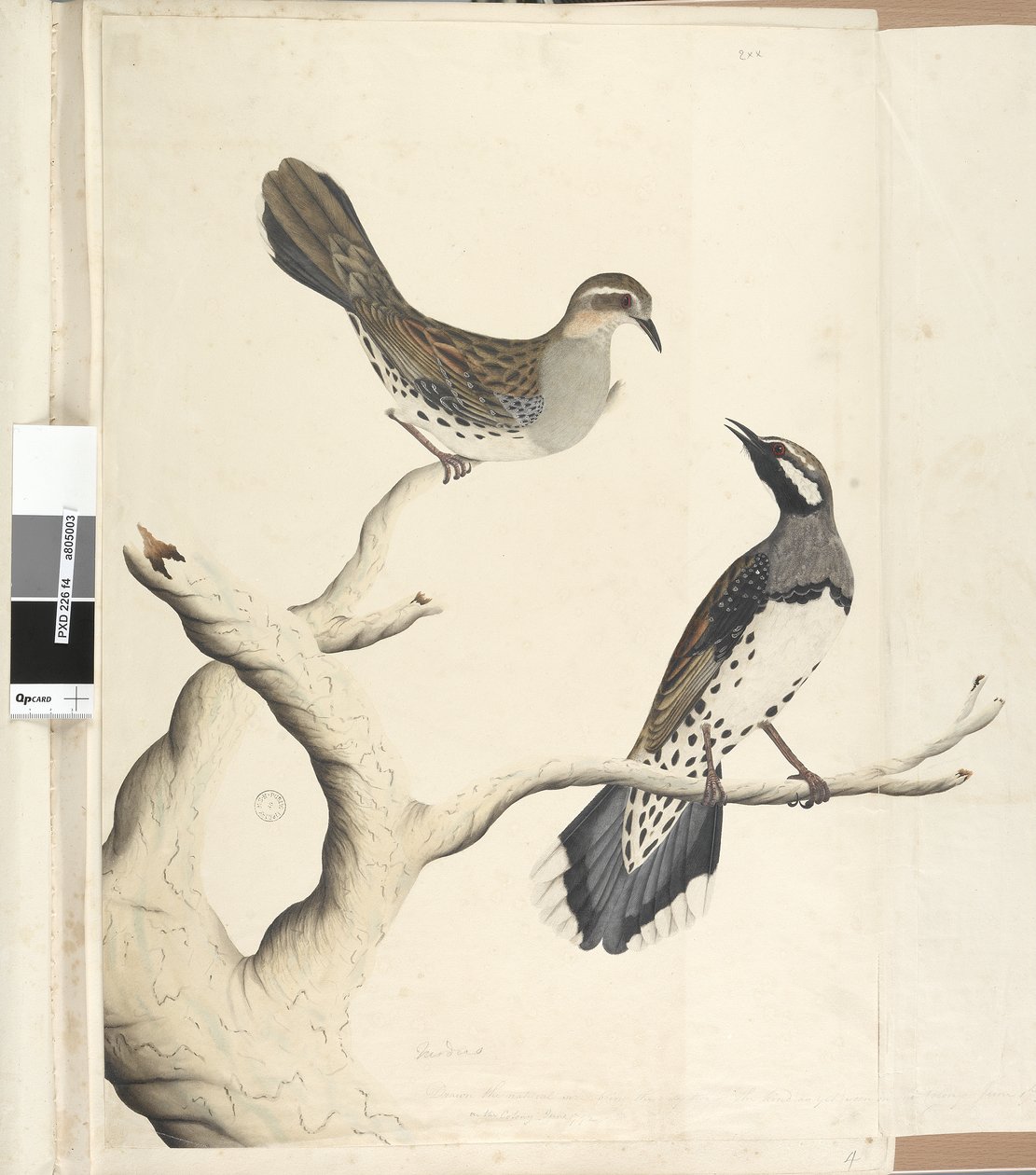 Pagina 4. Turdus. in een andere hand getekend op ware grootte, zijnde de enige twee van dit soort die tot nu toe in de kolonie zijn gezien, juni 1792 Spotted Quail Thrush Cinclosoma punctatum door Unknown artist