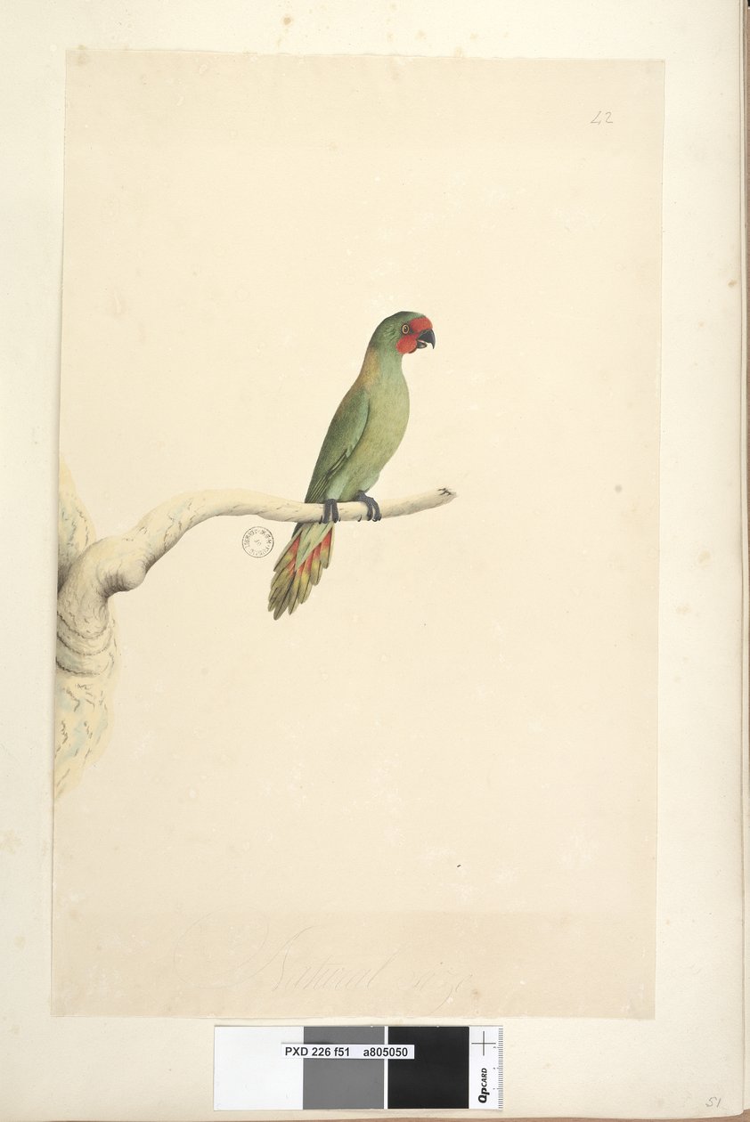 Pagina 51. Natuurlijke grootte Kleine Lorikeet Glossopsitta pusilla door Unknown artist