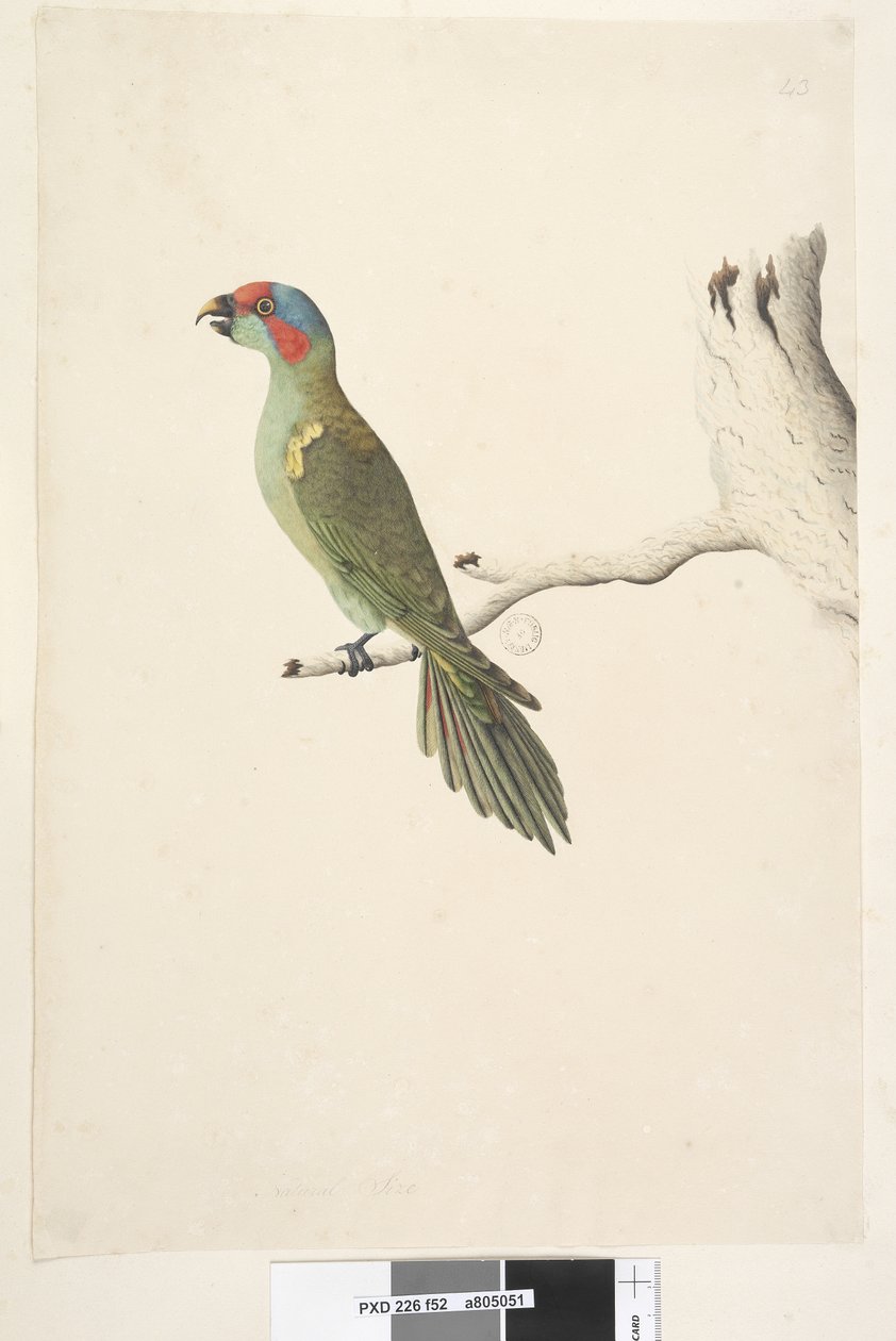 Pagina 52. Ware grootte Musk Lorikeet Glossopsitta concinna, 1791-92 door Unknown artist