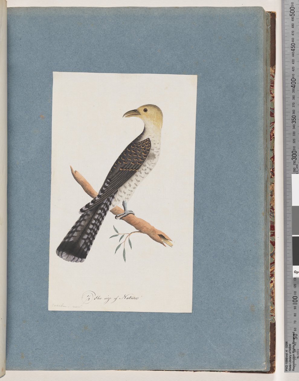 Pagina 52. Bleke Koekoek door Unknown artist