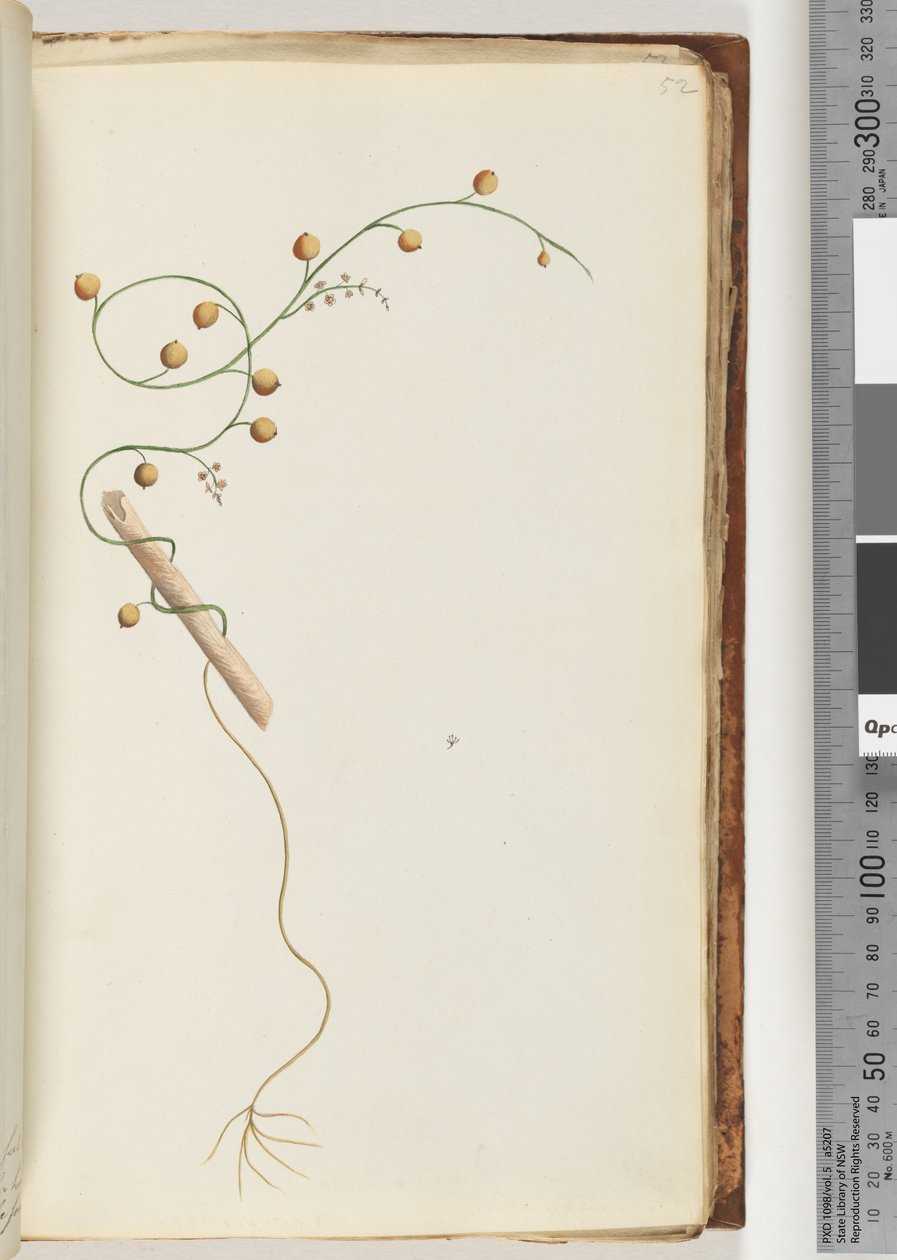 Pagina 52. Onbekende plant door Unknown artist