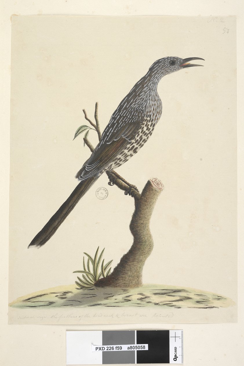 Pagina 59. Natuurlijke grootte, de veren van de kop, nek en borst zijn puntig Borstelwattle, Vogel Anthochaera chrysoptera, 1791-92 door Unknown artist