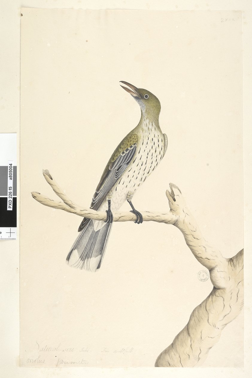 Pagina 5. Oriolus mimetis. Natuurlijke grootte. Juli, iris twijfelachtig Olijf, Rug Oriole Oriolus sagittatus door Unknown artist