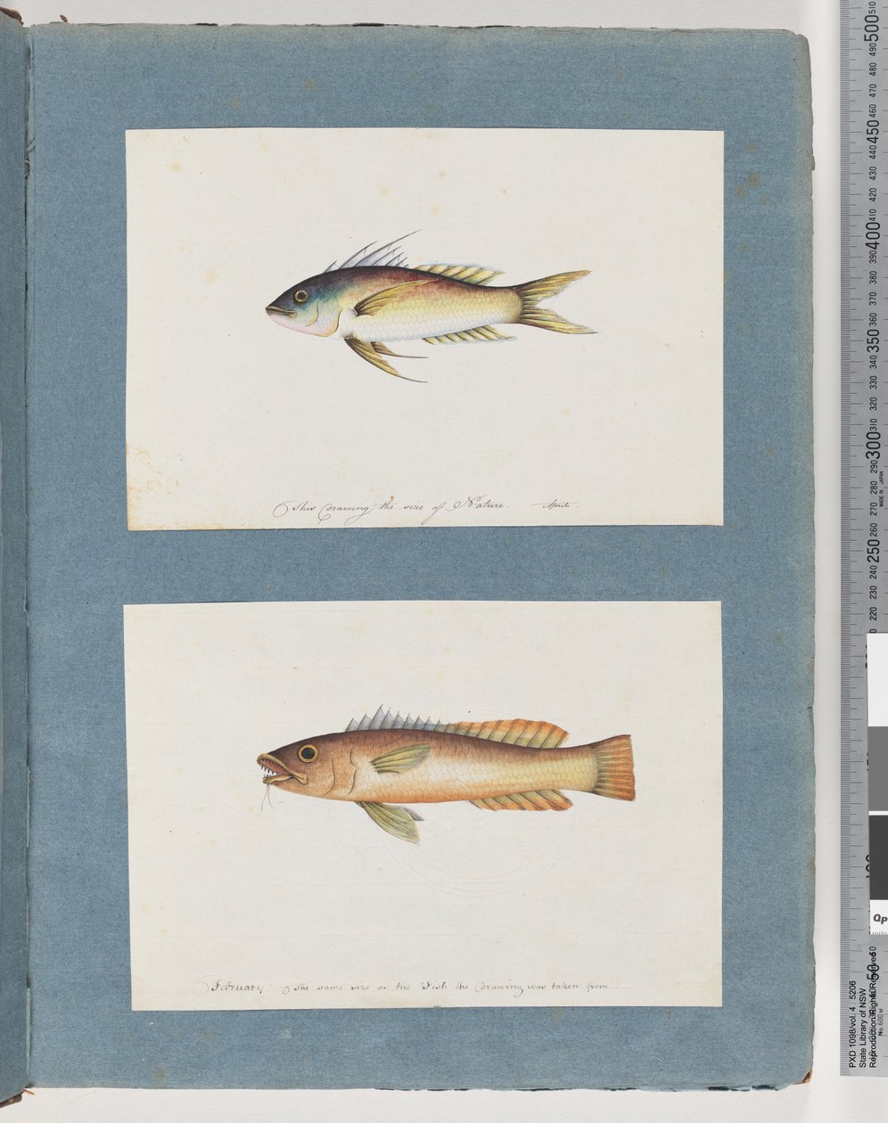 Pagina 5. Onbekende vis 6. Onbekende vis door Unknown artist