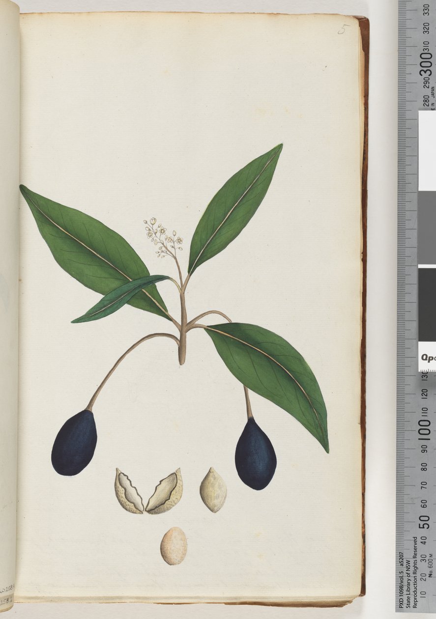 Ongeïdentificeerde plant door Unknown artist