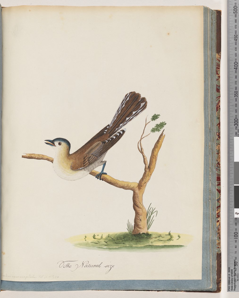 Pagina 60. Onbekende vogel. Turdus cyanocephalus. Blauwkoplijster door Unknown artist