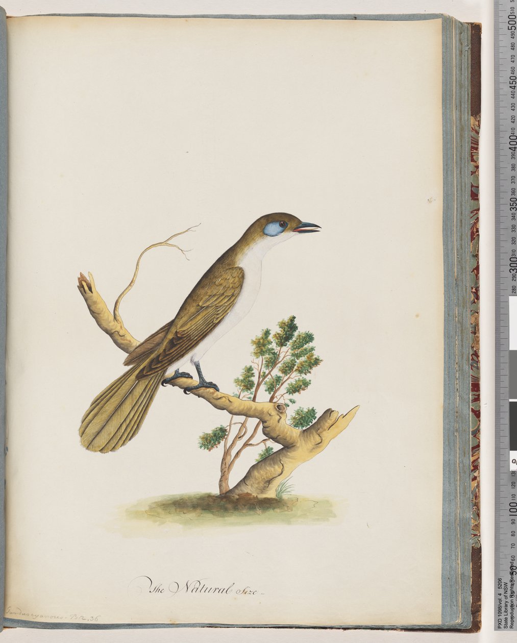Pagina 61. Blauwgezicht Honingeter. Turdus cyanoris. Blauwwang Lijster door Unknown artist