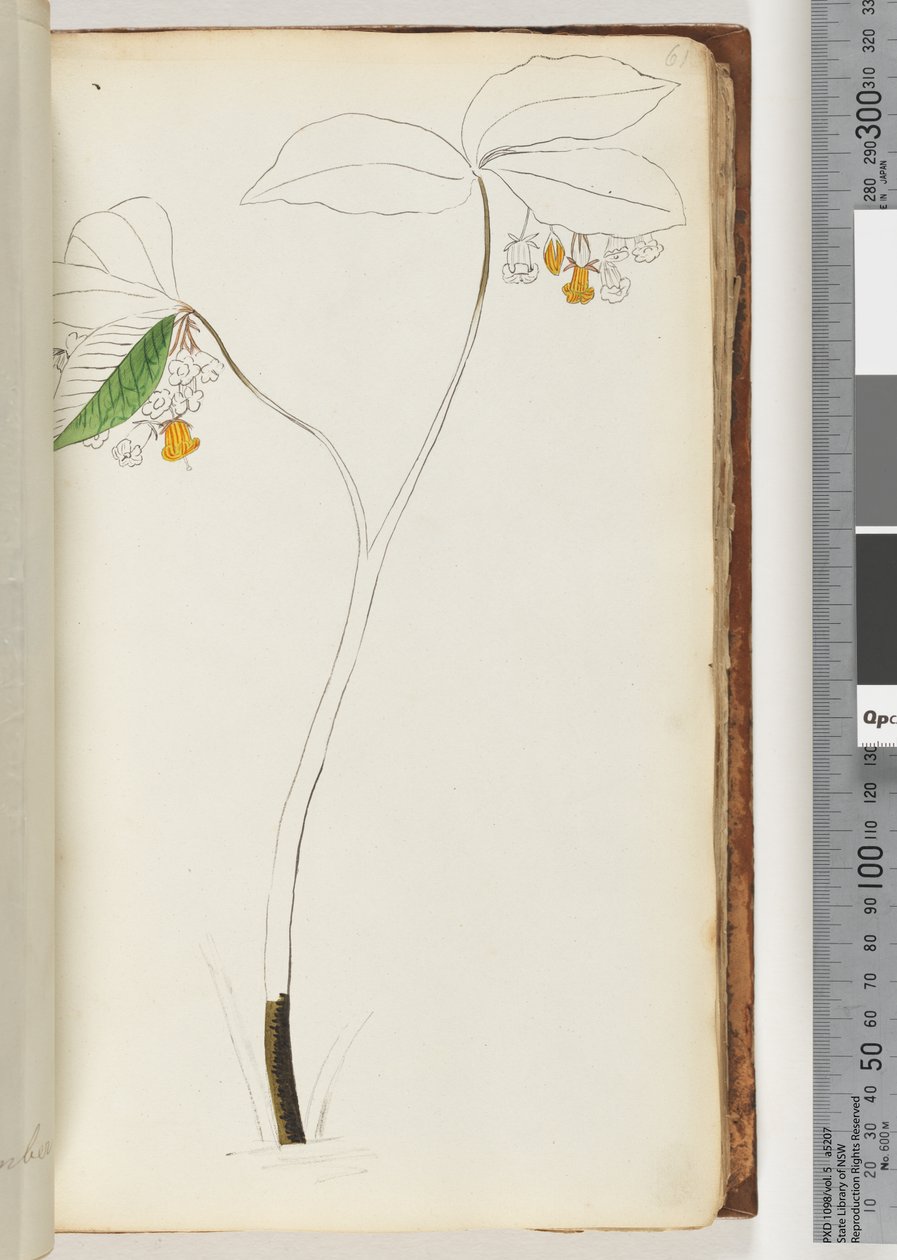 Pagina 61. Geen inscriptie, onvoltooide tekening door Unknown artist