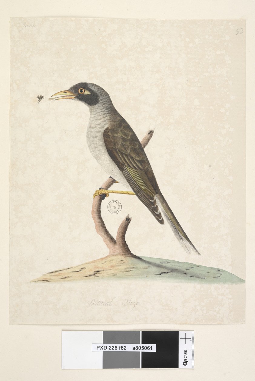 Pagina 62. Juni. Natuurlijke grootte Luidruchtige Mier Myzantha melanocephala, 1791-92 door Unknown artist