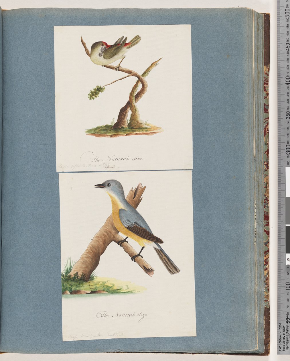 Pagina 62. Roodbrauwvink. Loxia astrild. 63. Onbekende vogel. Muscicapa flavigastra door Unknown artist