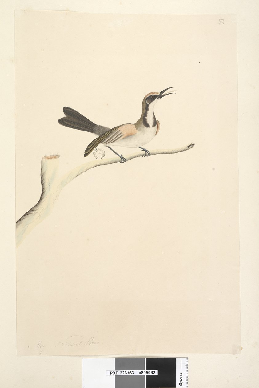 Pagina 63. Mei. Natuurlijke grootte Tawny Crowned Honingeter Phylidonyris melanops, 1791-92 door Unknown artist
