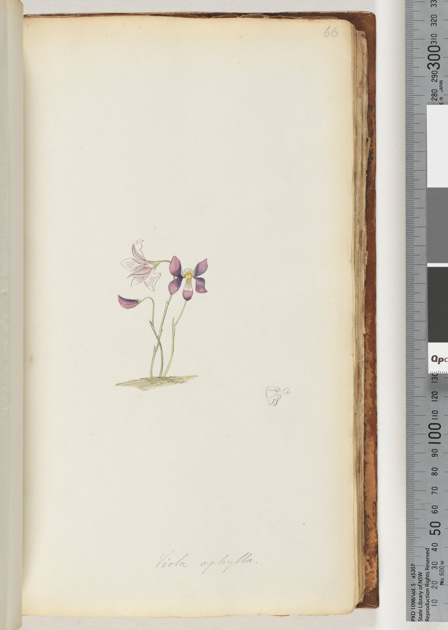 Pagina 66. Viola aphylla / Wilde viooltje door Unknown artist