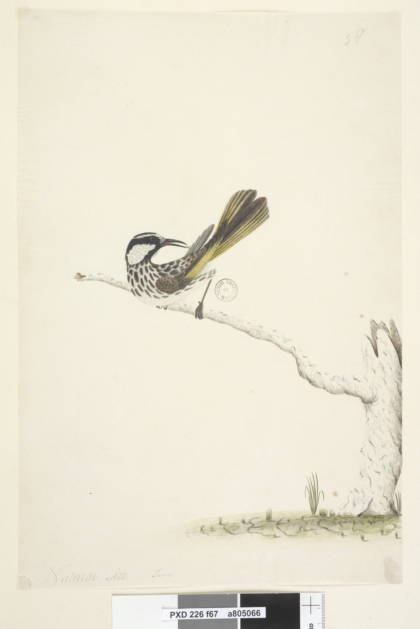 Pagina 67. Ware grootte, juni Witte, Wanghoningeter Phylidonyris nigra, 1791-92 door Unknown artist