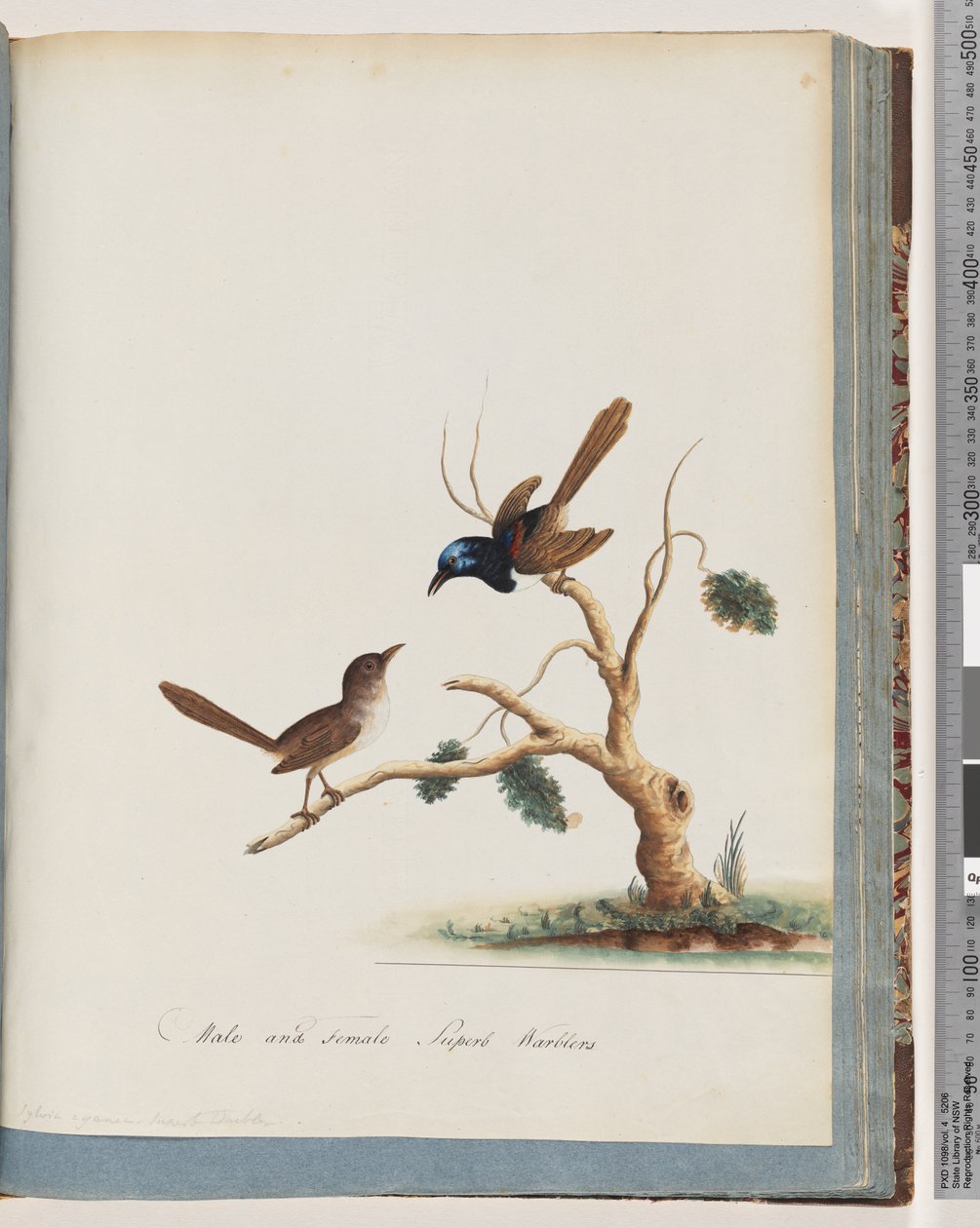 Roodvleugel Elfje, mannetje en vrouwtje. Mannetje en vrouwtje Superba Zangers door Unknown artist