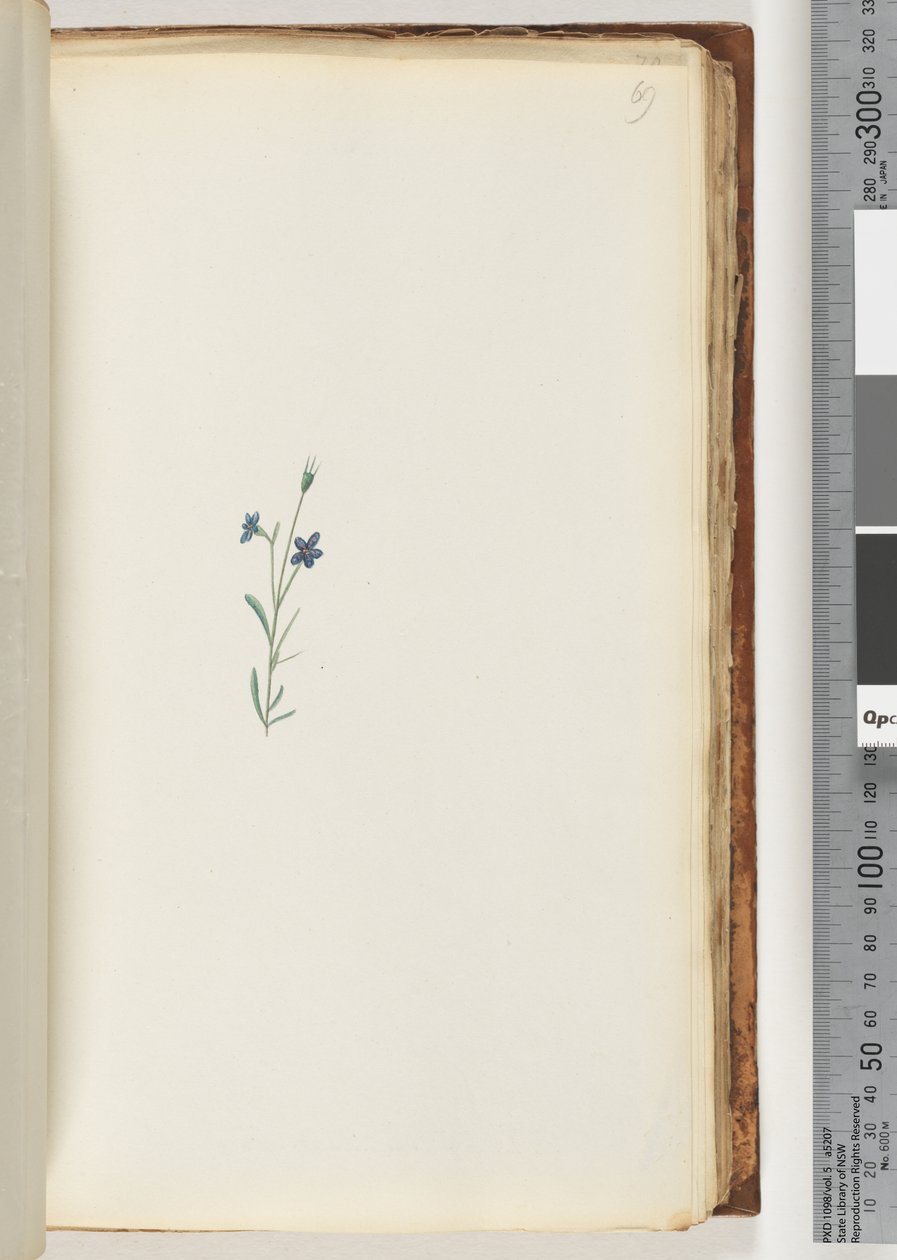 Ongeïdentificeerde plant door Unknown artist