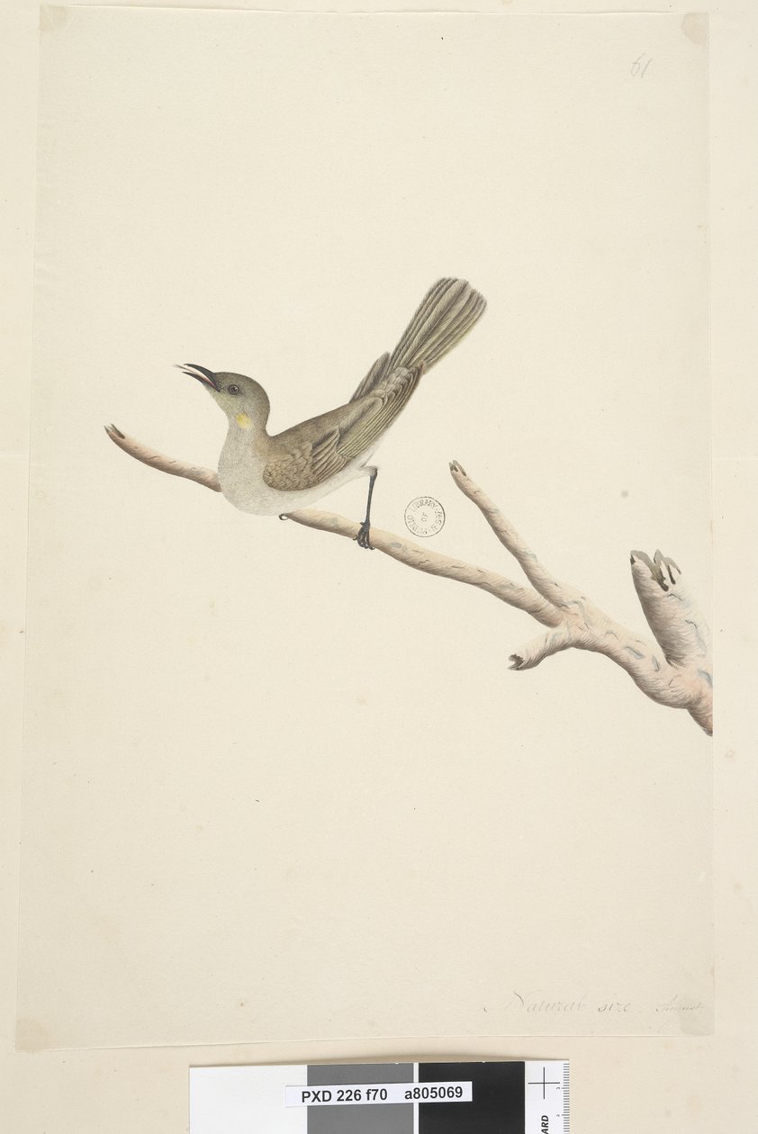 Pagina 70. Natuurlijke grootte. Augustus Fuscous Honingeter Lichenostomus fuscus, 1791-92 door Unknown artist