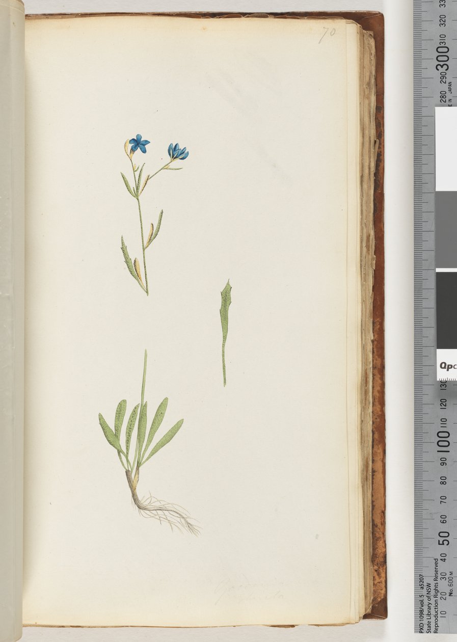 Ongeïdentificeerde plant door Unknown artist
