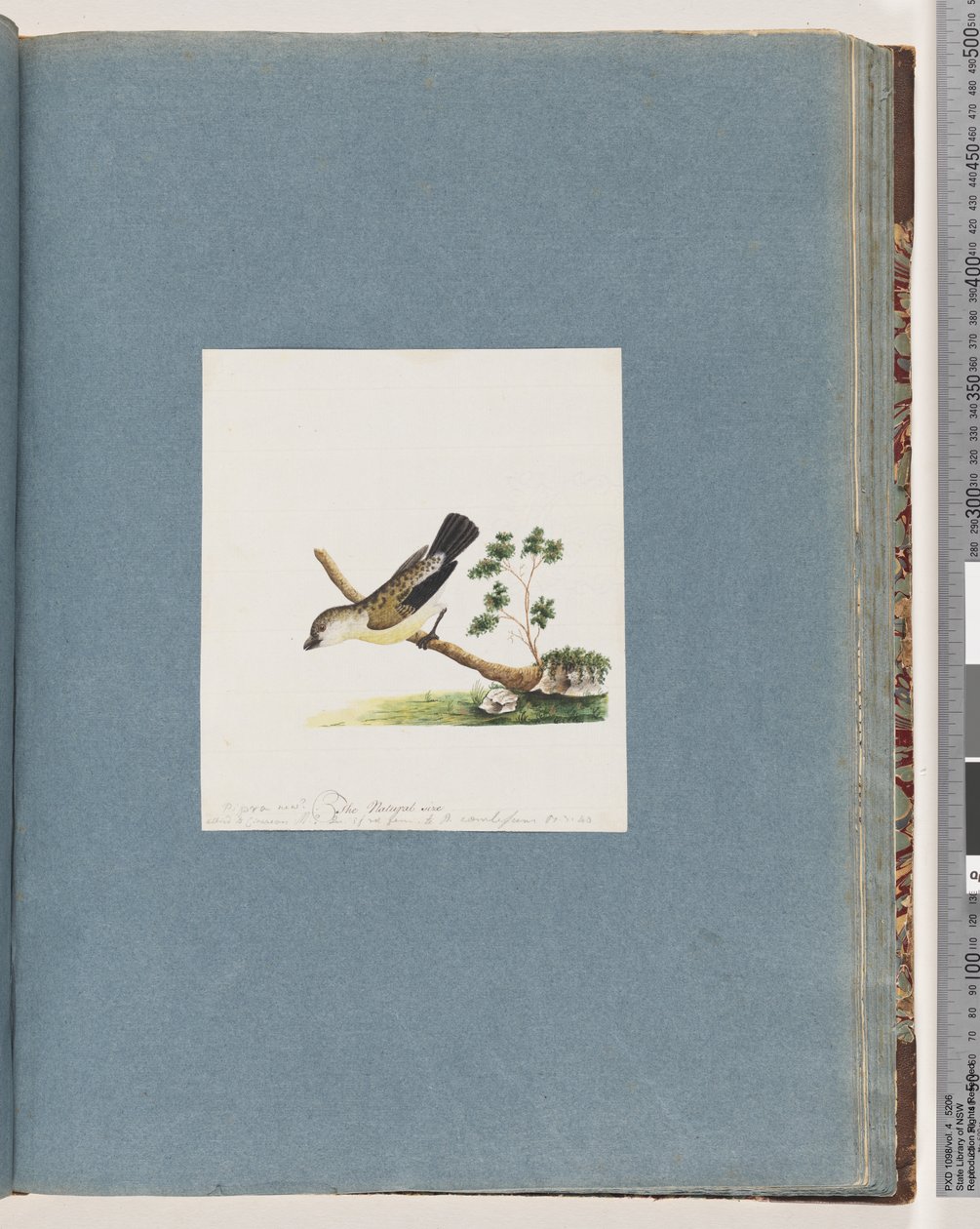 Pagina 71. Onbekende vogel. Pipra nieuw door Unknown artist