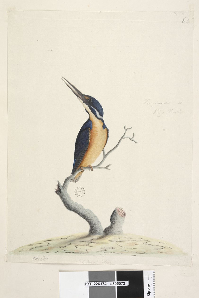 IJsvogel door Unknown artist