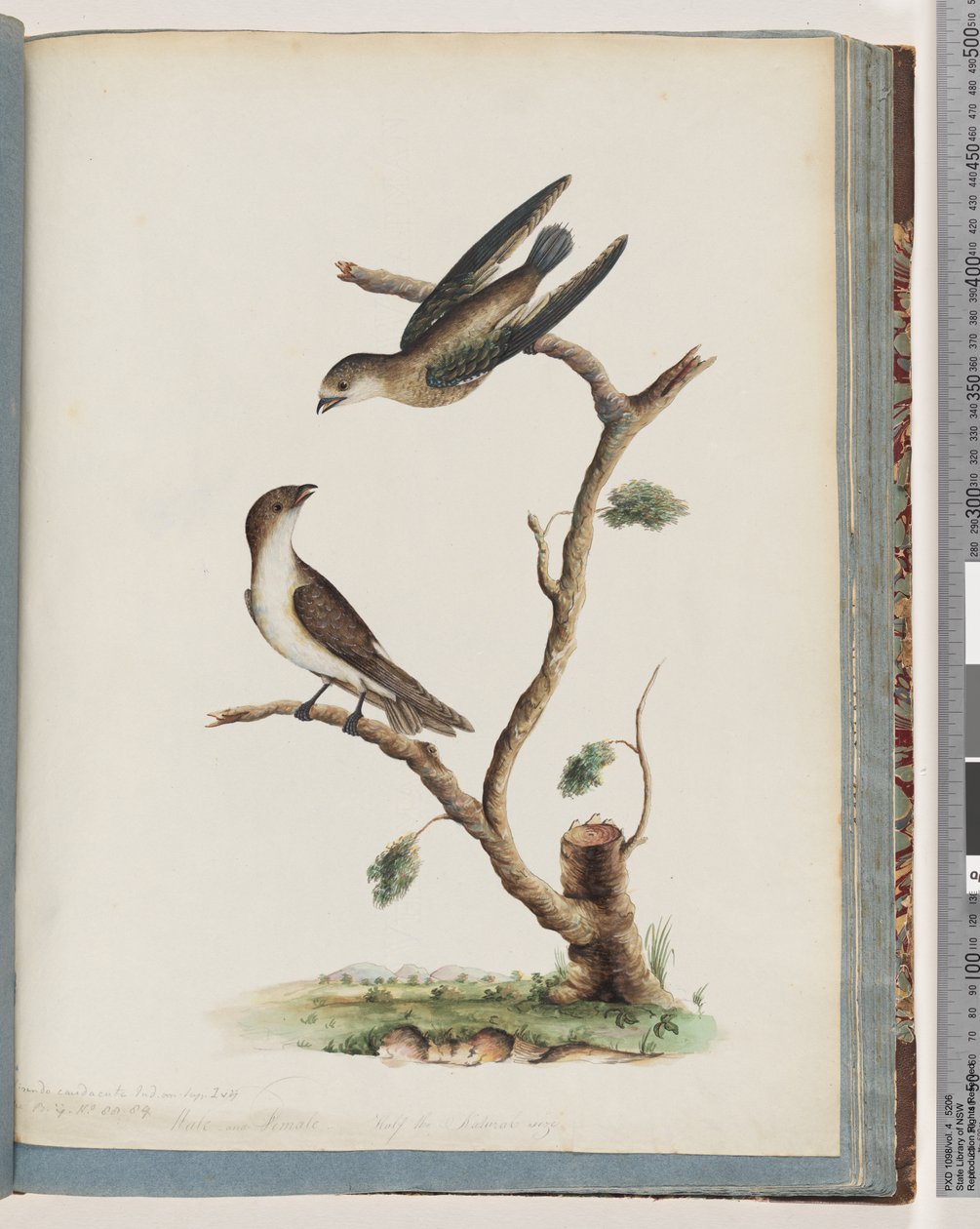 Ongeïdentificeerde vogels door Unknown artist
