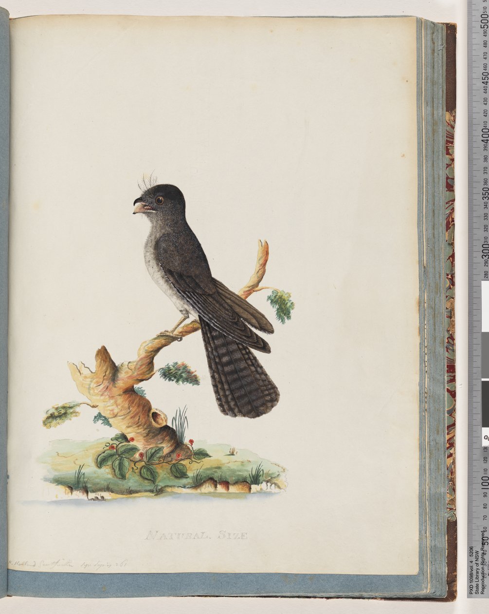 Ongeïdentificeerde vogel. N. Holland Nachtzwaluw door Unknown artist