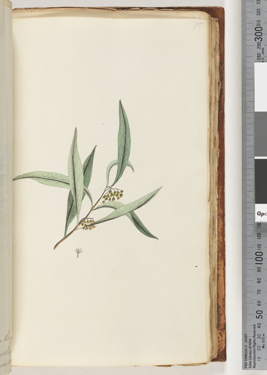 Pagina 75. Onbekende plant door Unknown artist