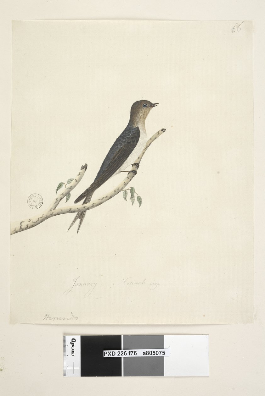 Pagina 76. Hirundo. onderaan in andere hand Januari Natuurlijke grootte Welkom Zwaluw Hirundo neoxena, 1791-92 door Unknown artist
