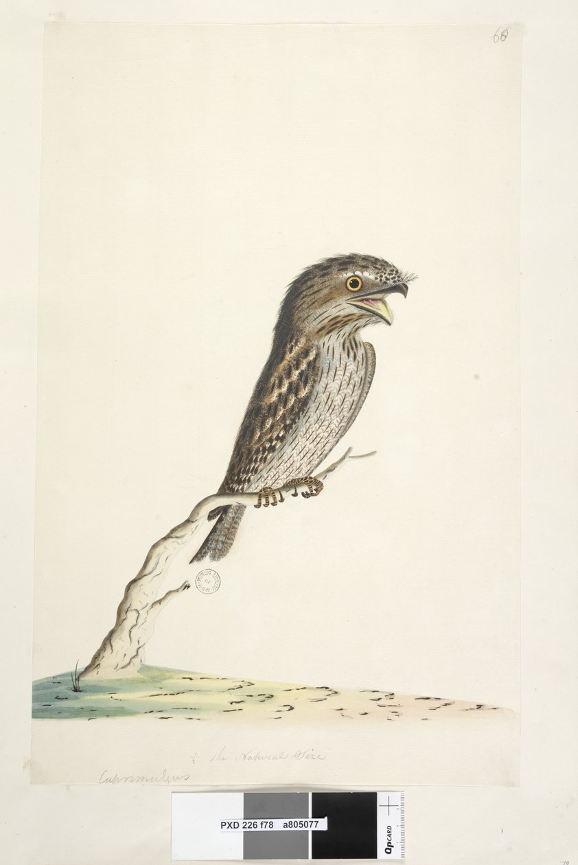 Pagina 78. Caprimulgus. onderaan in andere hand 1/2 de natuurlijke grootte Tawny Frogmouth Podargus strigoides, 1791-92 door Unknown artist