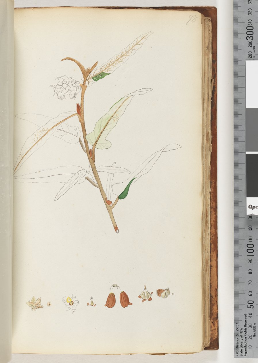 Pagina 78. Geen inscriptie, onvoltooide tekening door Unknown artist