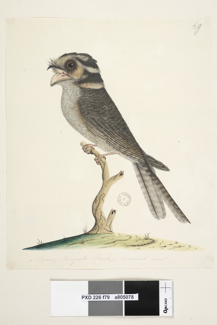 Pagina 79. Een jonge Musquito Hawk, natuurlijke grootte Owlet Nightjar Aegotheles cristatus, 1791-92 door Unknown artist