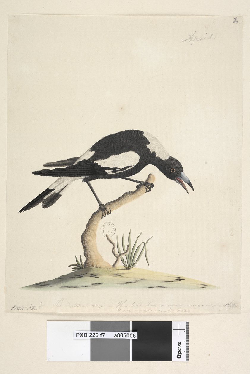 Pagina 7. Barita. volgende titel in andere hand 1/2 de natuurlijke grootte. een andere opmerking in een derde hand, luidt Deze vogel heeft een zeer ongebruikelijke en niet onaangename noot. Zwart, Rug Magpie Gymnorhina tibicen, 1791-92 door Unknown artist