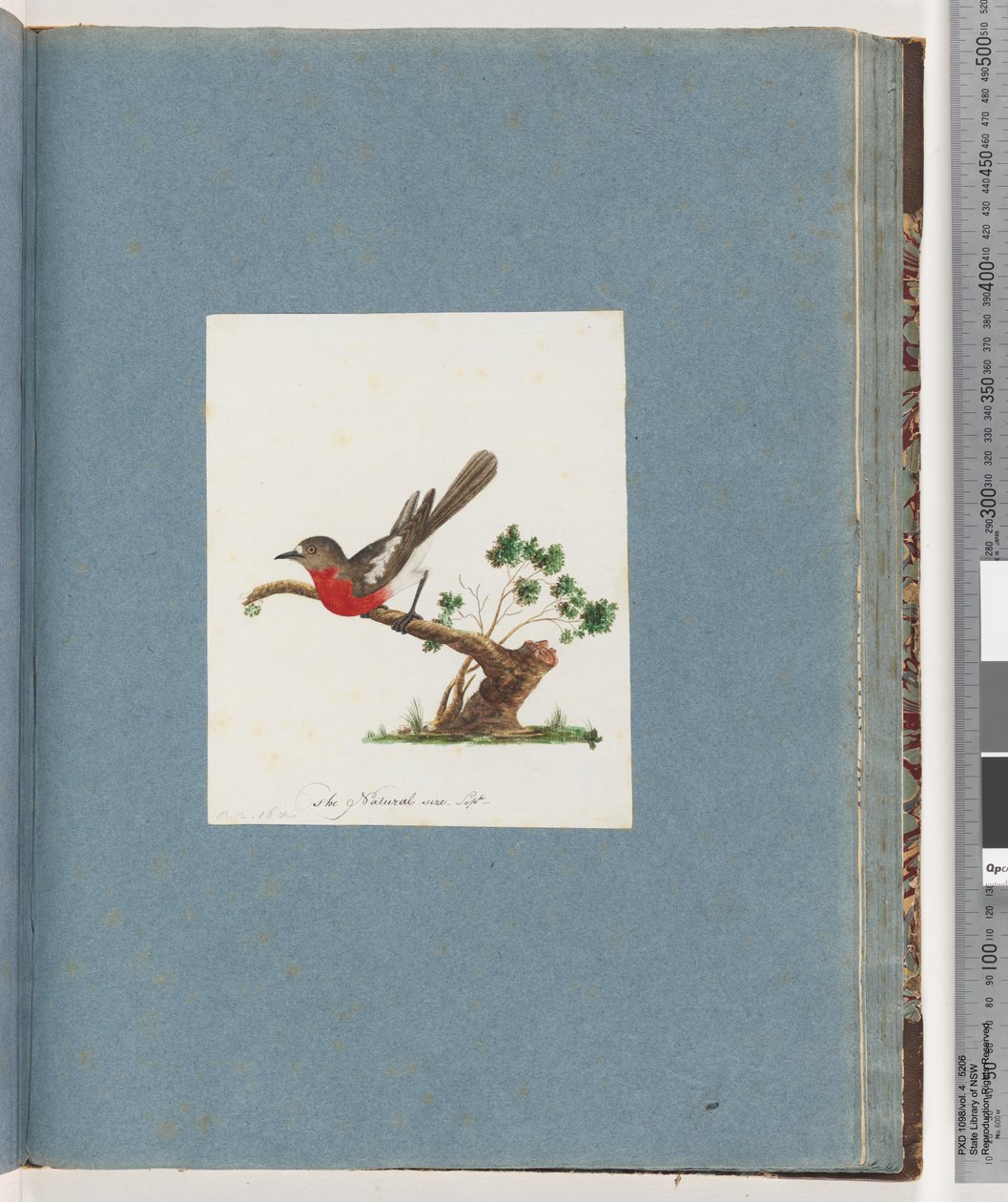 Pagina 81. Scharlaken Roodborst door Unknown artist