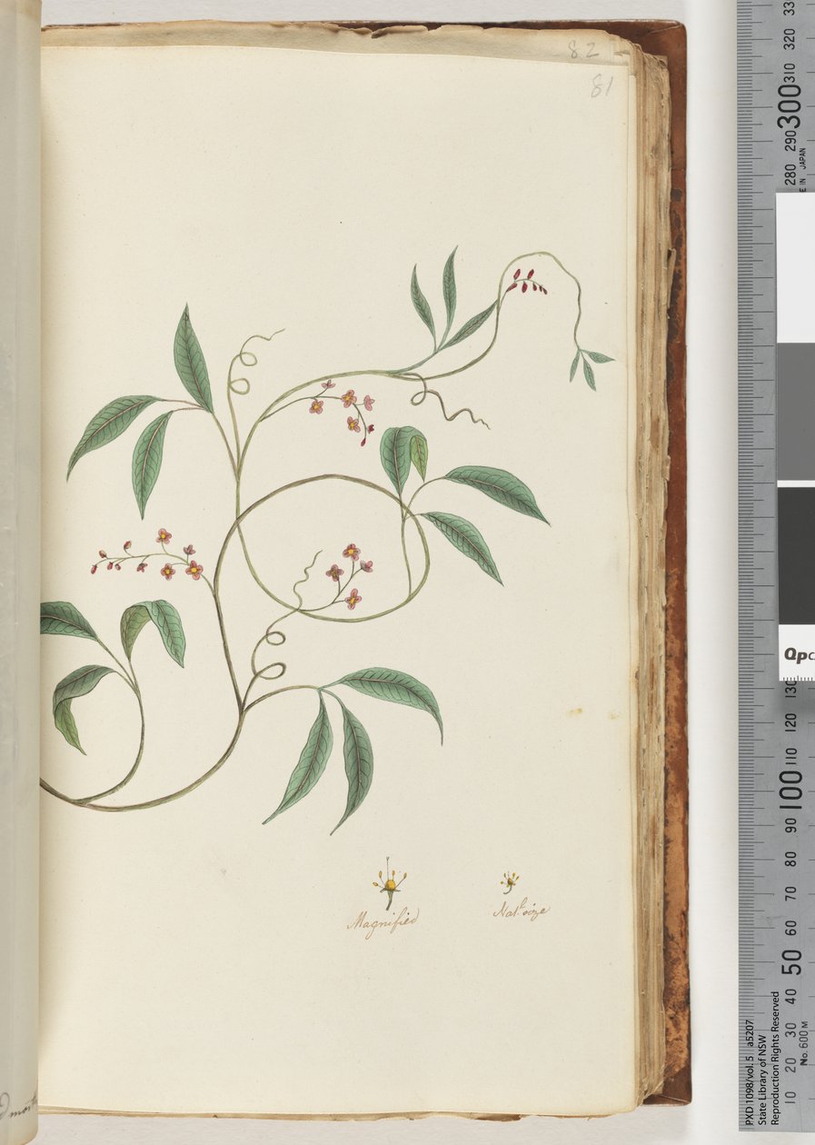 Ongeïdentificeerde plant door Unknown artist