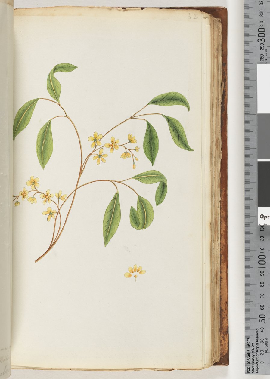 Pagina 82. Onbekende plant door Unknown artist