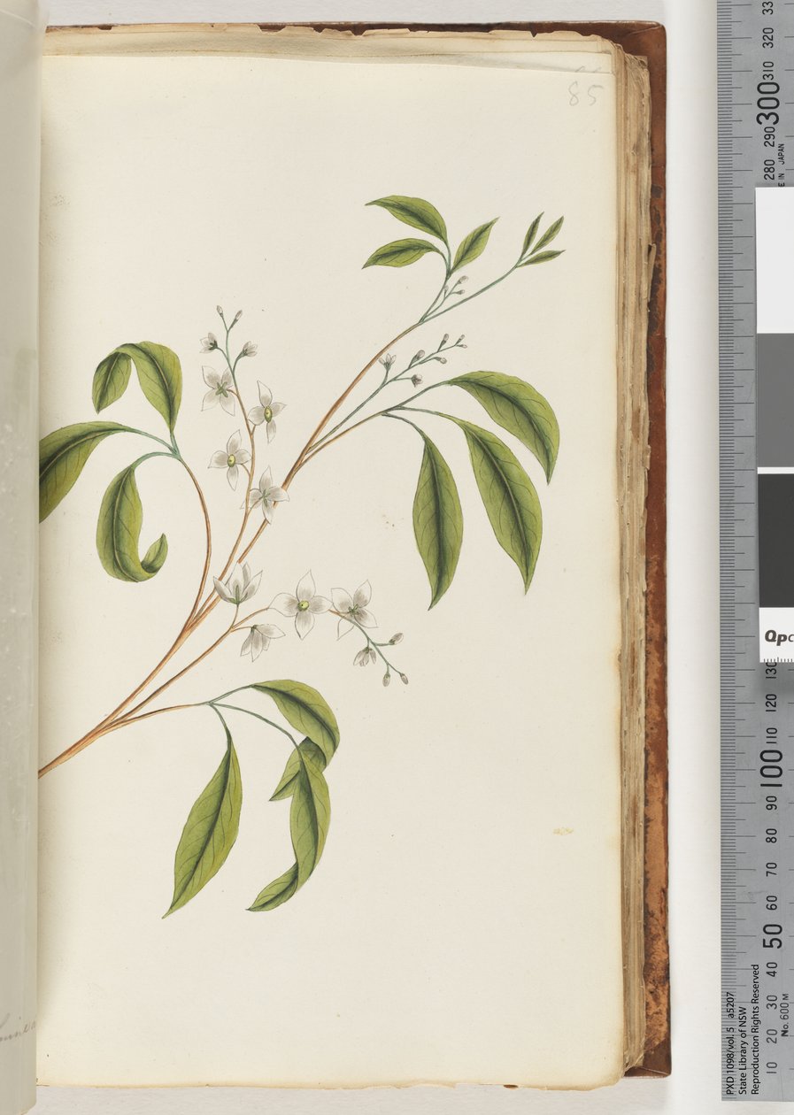 Ongeïdentificeerde plant door Unknown artist