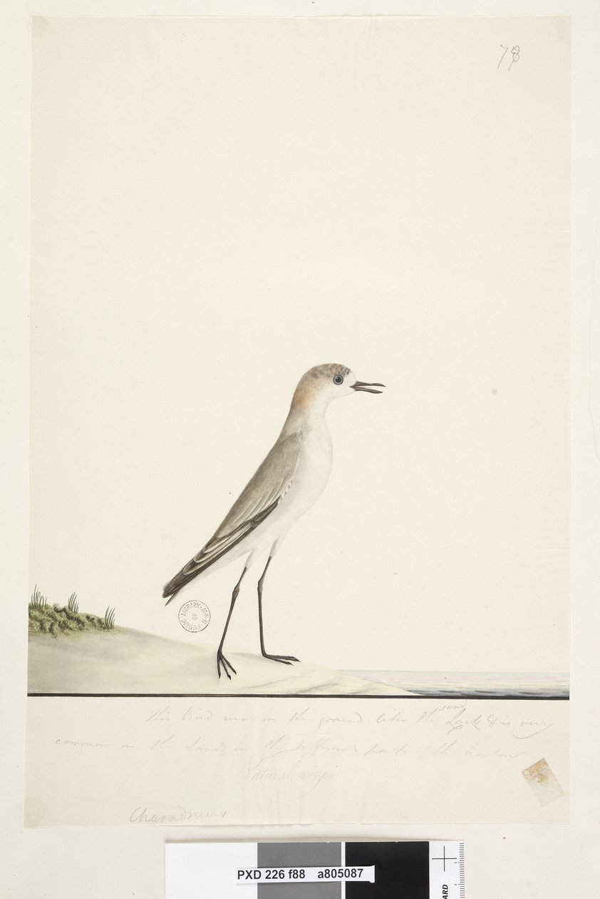 Pagina 88. Charadrius. onder kaderlijn in andere hand Deze vogel rent op de grond zoals de strandleeuwerik en is zeer algemeen op de stranden in verschillende delen van de haven. daaronder in derde hand Natuurlijke grootte Roodkapje Plevier Charadrius alex door Unknown artist