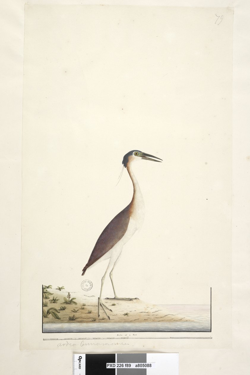 Pagina 89. Ardea ..?.. Nankeen Night, Reiger Nycticorax caledonicus, 1791-92 door Unknown artist