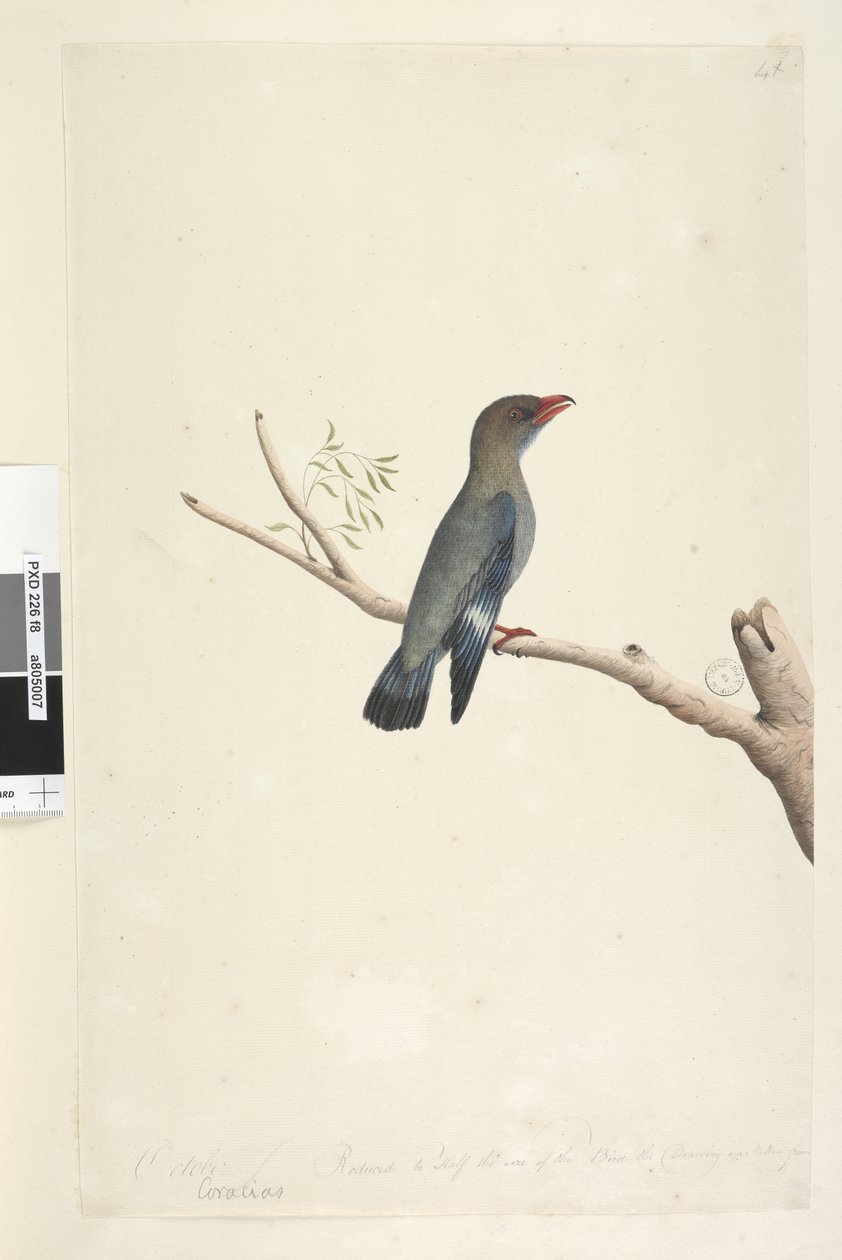 Pagina 8. Coraciae. Oktober. Gereduceerd tot de helft van de grootte van de vogel waar de tekening van is gemaakt Dollar, Vogel Eurystomus orientalis door Unknown artist