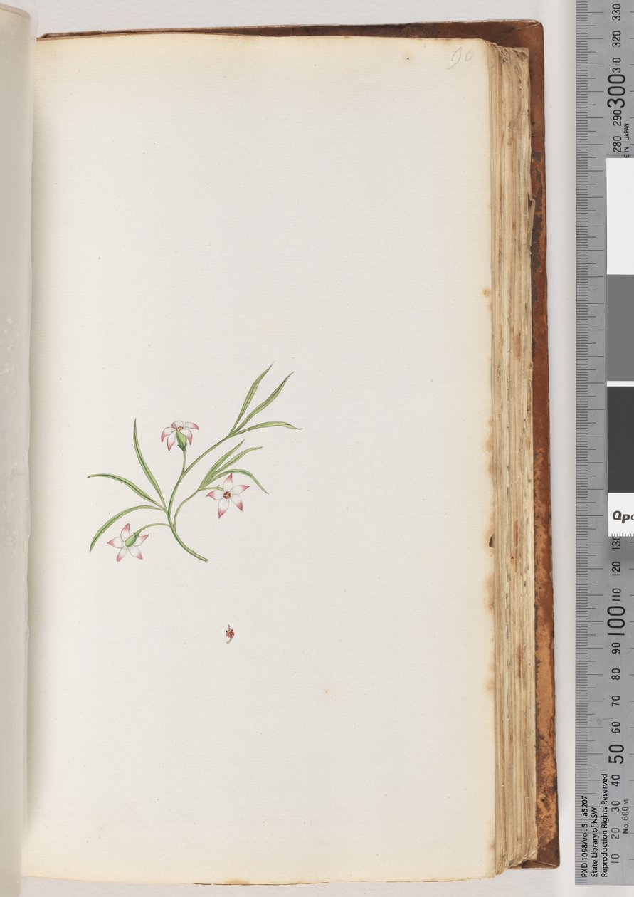 Pagina 90. Niet-geïdentificeerde plant door Unknown artist