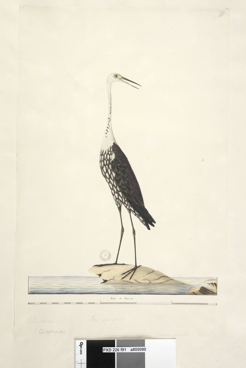 Pagina 91. Ciconia. boven titel in andere hand December, iris twijfelachtig Witte, Gevlekte Reiger Ardea pacifica Notophoyx pacifica, 1791-92 door Unknown artist