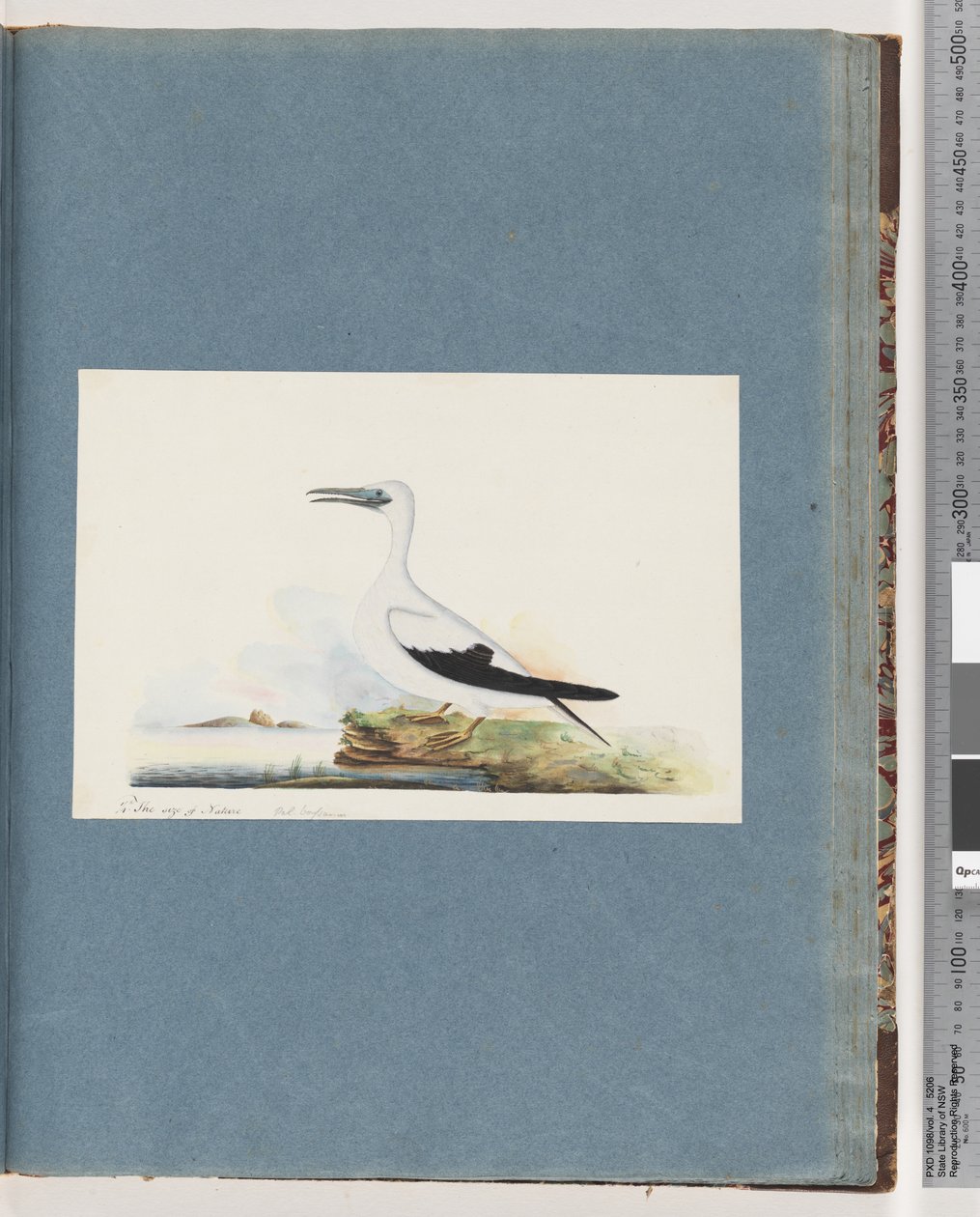 Pagina 91. Onbekende vogel. Pel. borssanus door Unknown artist