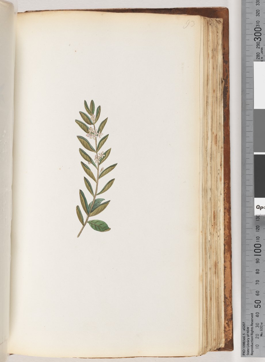 Ongeïdentificeerde plant door Unknown artist