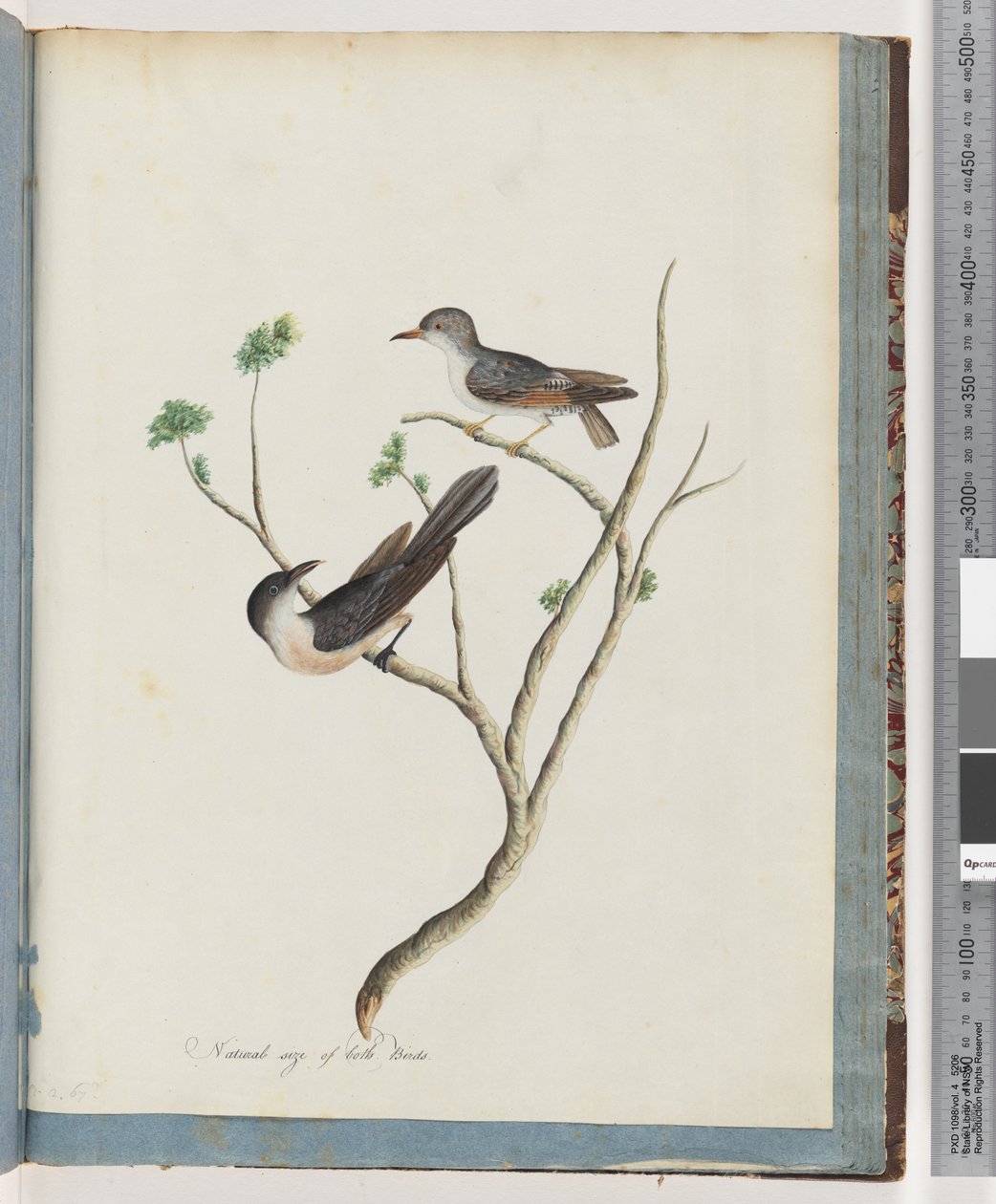 Pagina 94. Onbekende vogels door Unknown artist
