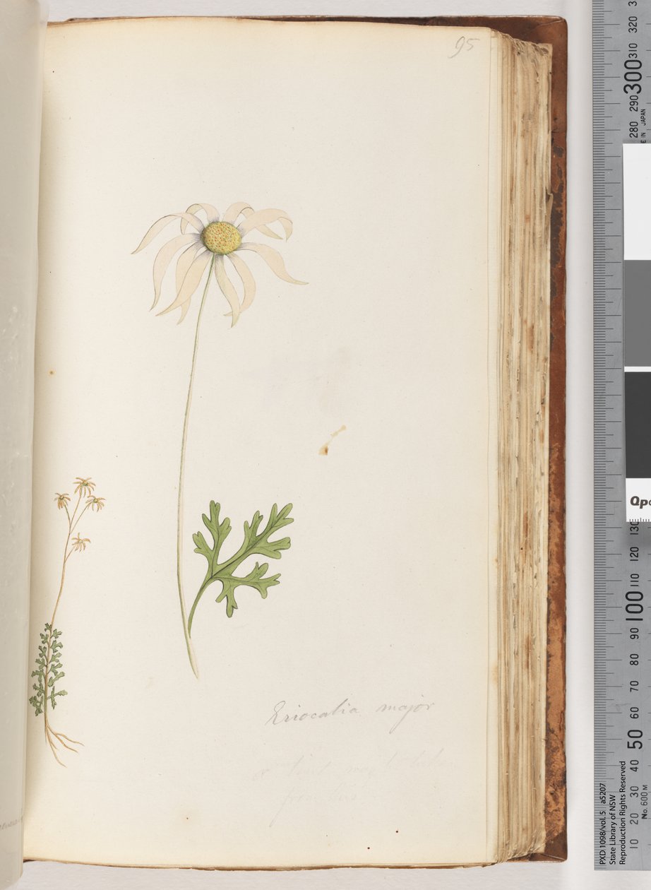 Pagina 95. Eriocalia major door Unknown artist