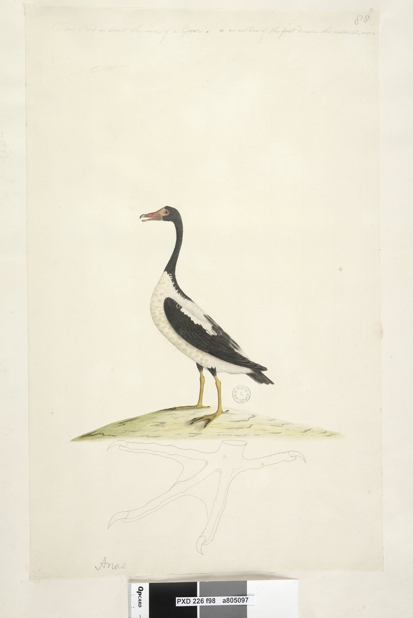 Deze vogel is ongeveer zo groot als een gans. Hieronder is een omtrek van de voet getekend op ware grootte Pied Goose Anseranas semipalmata, 1791-92 door Unknown artist