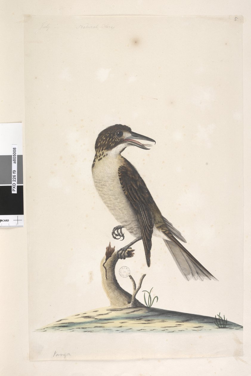 Pagina 9. Vanga. linksboven in andere hand Juli, natuurlijke grootte Grijze Slachter, Vogel Cractius torquatus vrouw, 1791-92 door Unknown artist