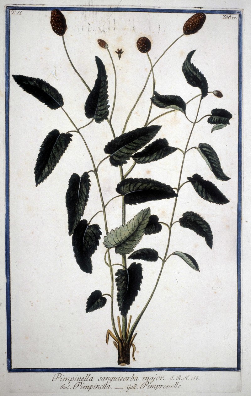Pimprenelle: Pimpinella Sanguisorba major door Unknown artist